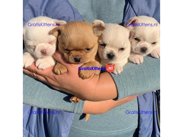Super entzückende Chihuahua-Welpen-Adoption.