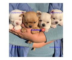 Super entzückende Chihuahua-Welpen-Adoption.
