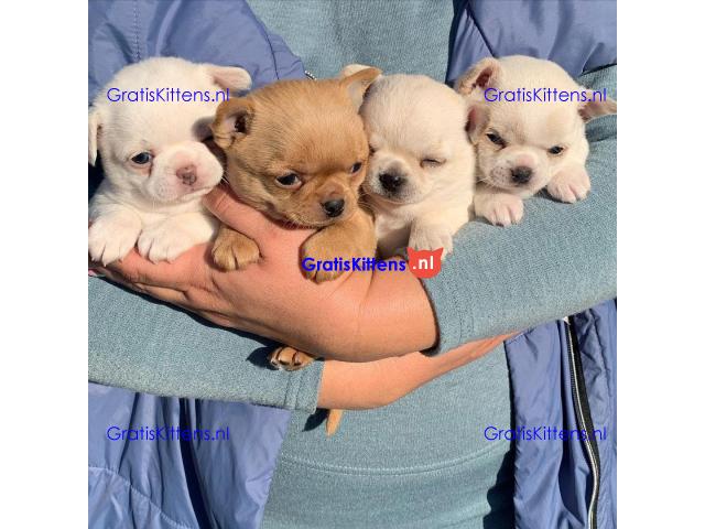 Super entzückende Chihuahua-Welpen-Adoption.