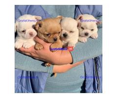 Super entzückende Chihuahua-Welpen-Adoption.