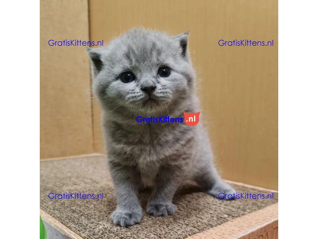 Entzückende Britisch Kurzhaar-Kätzchen Adoption.
