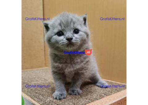 Entzückende Britisch Kurzhaar-Kätzchen Adoption.