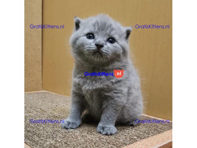 Entzückende Britisch Kurzhaar-Kätzchen Adoption.