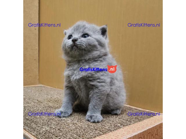 Entzückende Britisch Kurzhaar-Kätzchen Adoption.