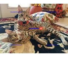 F2 Savannah kittens beschikbaar.