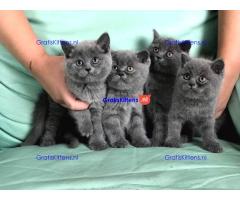 Britse korthaar kittens te koop