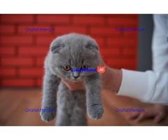 Britse korthaar kittens te koop