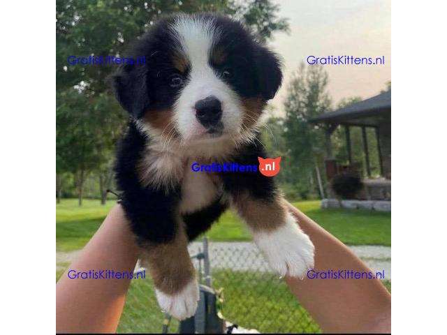 Bernese mountain puppies