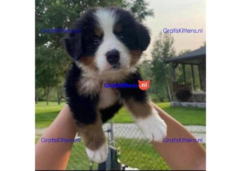 Bernese mountain puppies