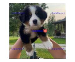 Bernese mountain puppies