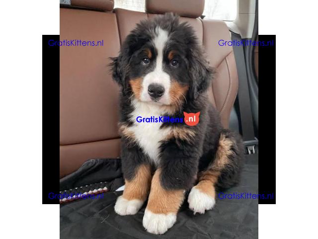 Bernese mountain puppies