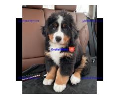 Bernese mountain puppies
