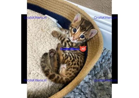 Gratis Bengaalse en prachtige kittens ter adoptie