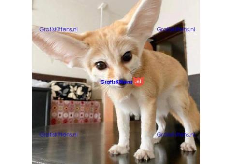 Fennekvossen van topkwaliteit ter adoptie