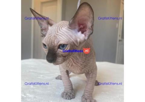 Munchkin Sphynx kittens ter adoptie