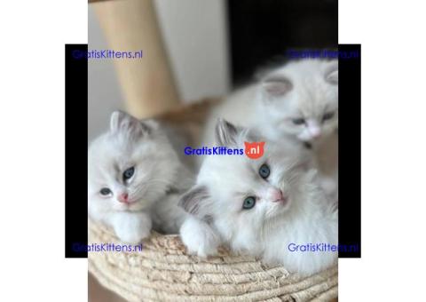Gratis Ragdoll-kitten ter adoptie