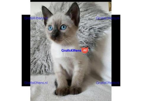 Siamese kittens gratis ter adoptie