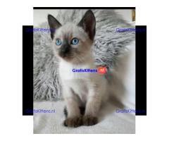 Siamese kittens gratis ter adoptie