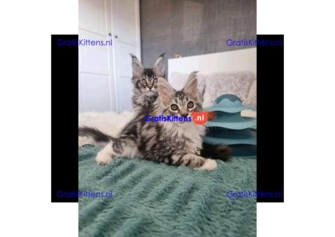 Schattige Maine Coon kittens nu gratis ter adoptie