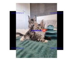 Schattige Maine Coon kittens nu gratis ter adoptie
