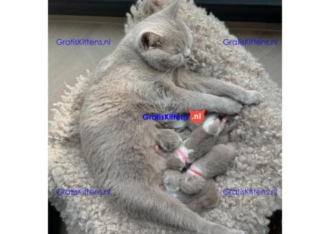 Britse korthaar kittens te koop