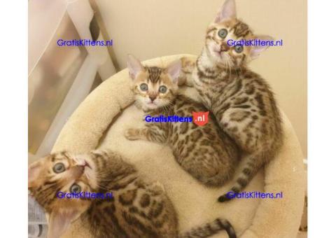 Kwaliteit Bengaalse kittens voor herplaatsing 2 reutjes 3 teefjes