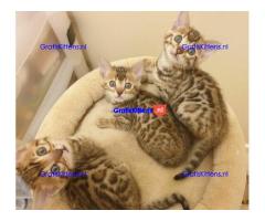 Kwaliteit Bengaalse kittens voor herplaatsing 2 reutjes 3 teefjes