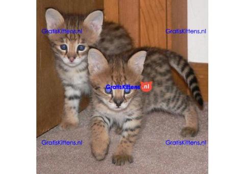 savanne Ik heb 6 mooie Savannah-kittens beschikbaar voor adoptie.