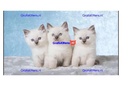 Kwaliteit Ragdoll-kittens voor herplaatsing