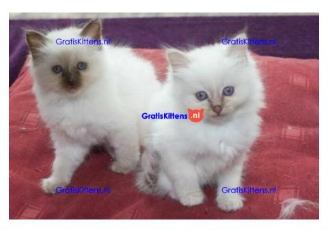 mooie en wijze Birmaan kittens beschikbaar