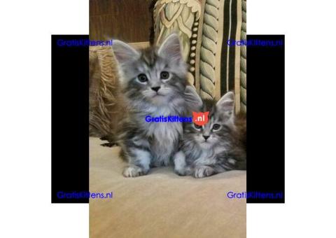 Gezonde Maine Coon-kittens op zoek naar een nieuw thuis