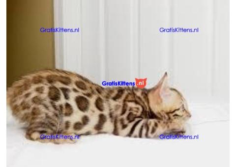 Aanhankelijke Tica Bengal Kittens nu voor jou beschikbaar