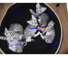 Mooie Egyptische mau kittens voor adoptie