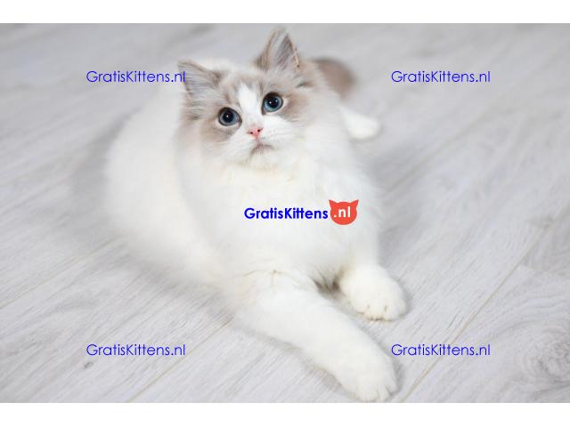 Ragdoll kittens zoeken een nieuw thuis.