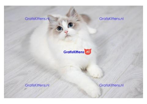 Ragdoll kittens zoeken een nieuw thuis.