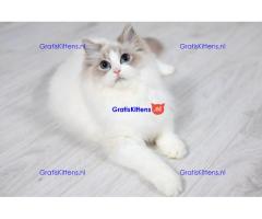 Ragdoll kittens zoeken een nieuw thuis.