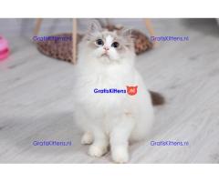 Ragdoll kittens zoeken een nieuw thuis.