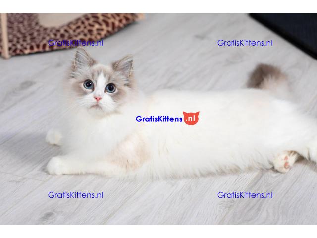 Ragdoll kittens zoeken een nieuw thuis.