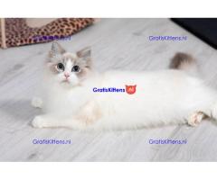 Ragdoll kittens zoeken een nieuw thuis.