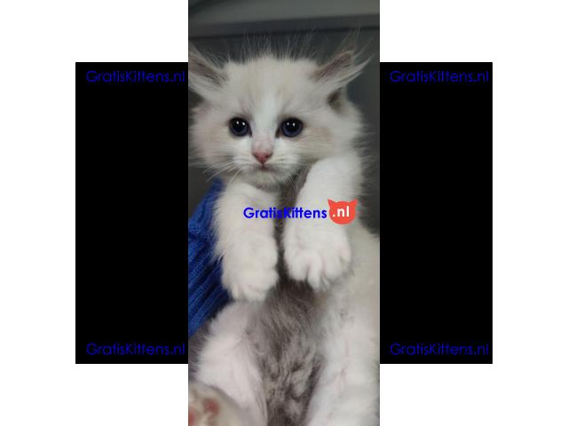 Ragdoll kittens zoeken een nieuw thuis.