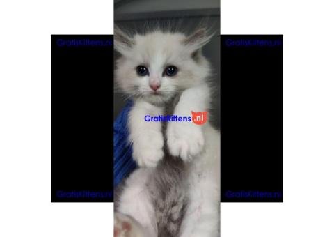 Ragdoll kittens zoeken een nieuw thuis.