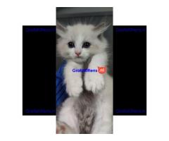 Ragdoll kittens zoeken een nieuw thuis.