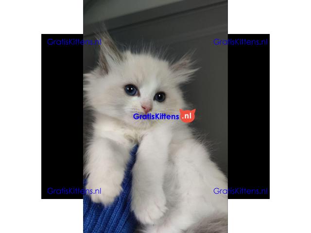 Ragdoll kittens zoeken een nieuw thuis.