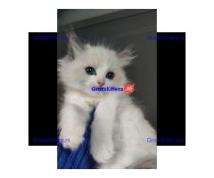 Ragdoll kittens zoeken een nieuw thuis.
