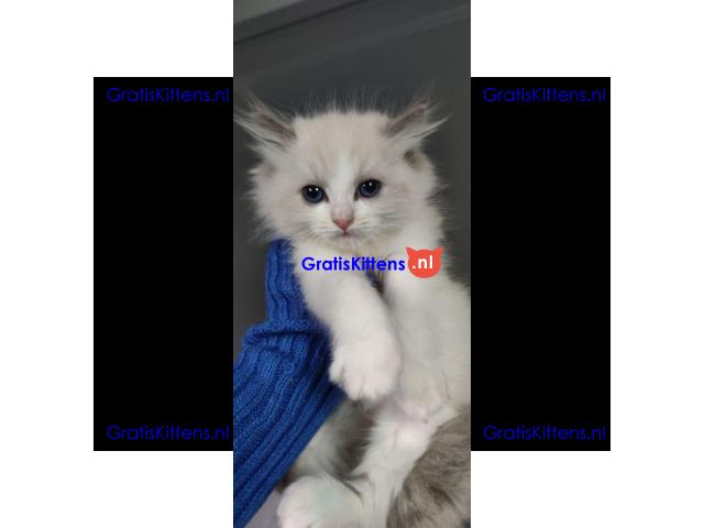 Ragdoll kittens zoeken een nieuw thuis.