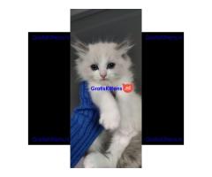 Ragdoll kittens zoeken een nieuw thuis.
