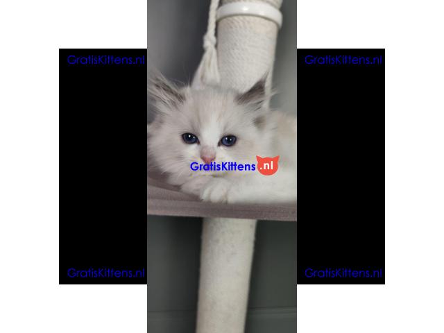 Ragdoll kittens zoeken een nieuw thuis.