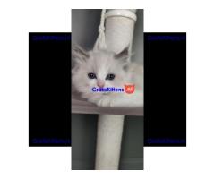 Ragdoll kittens zoeken een nieuw thuis.