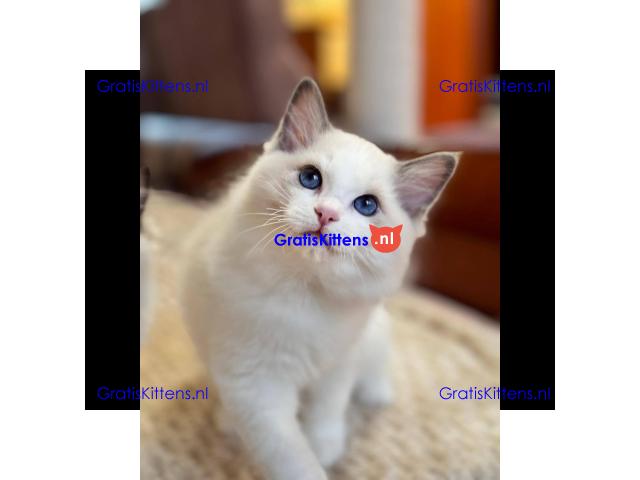 schattige Ragdoll-kittens die klaar zijn om naar hun nieuwe, liefdevolle thuis te gaan!