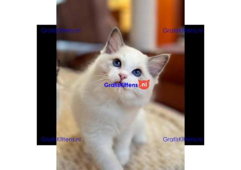 schattige Ragdoll-kittens die klaar zijn om naar hun nieuwe, liefdevolle thuis te gaan!